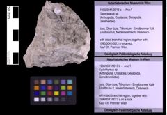 Foto (Objekt + Etiketten) von Gastrosacus sp. (NHMW-GEO-1990-0041-0013a)